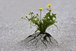 Resiliencia